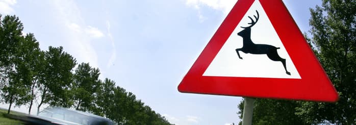 Autoschade aanrijding dier